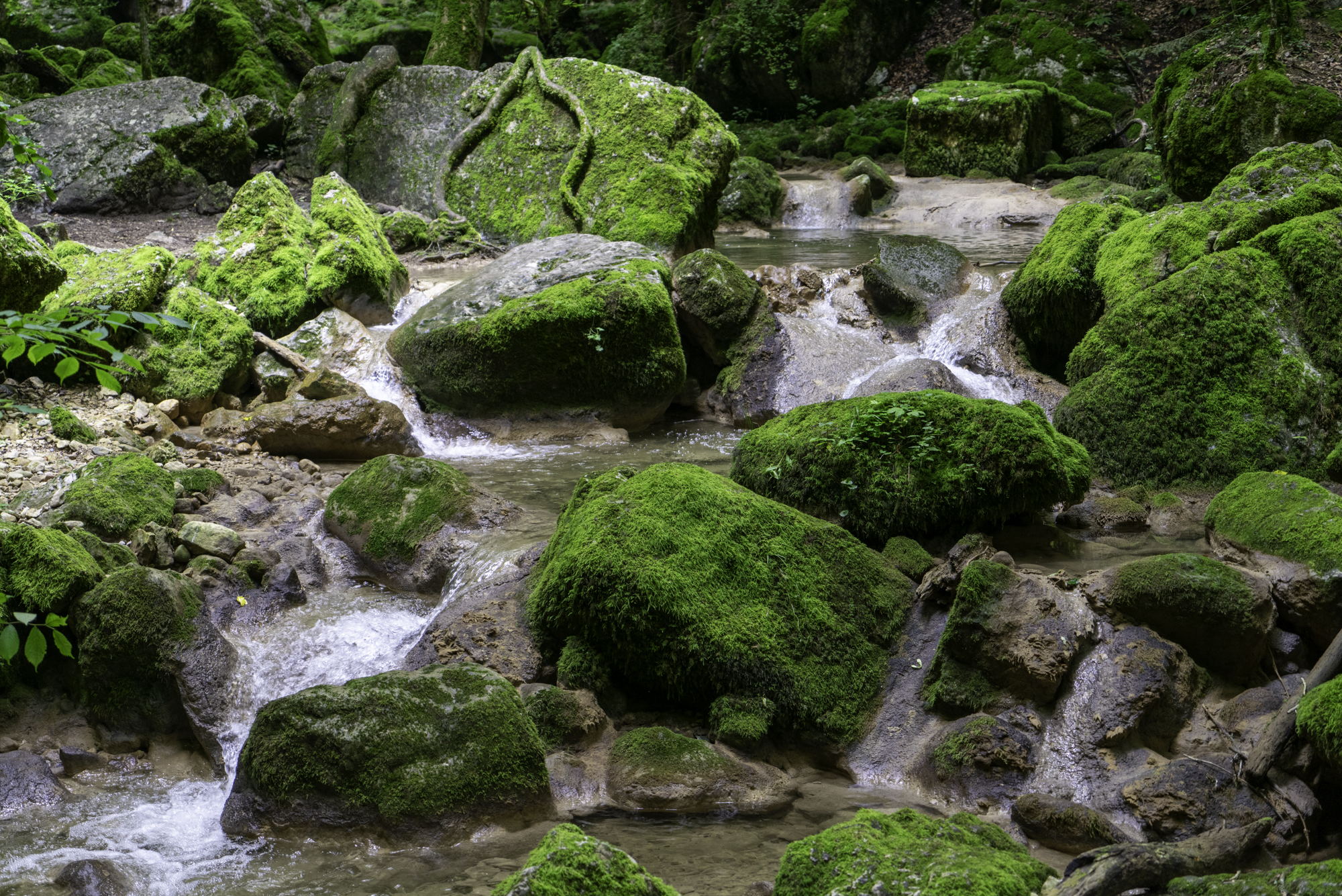 Turnreise 2024 - Twannbachschlucht